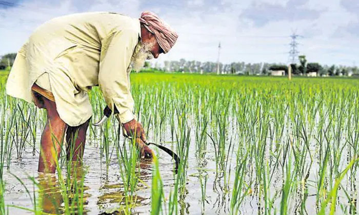  Techniques For Weed Prevention Measures In Rice Cultivation , Rice Crop, Ag-TeluguStop.com