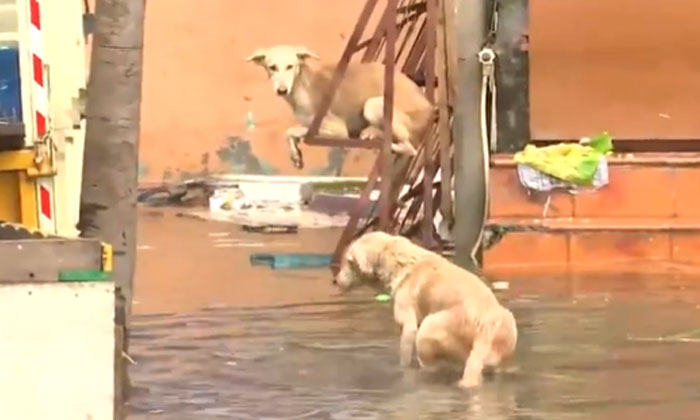  A Dog Found By A Shelter While Swimming In Water Video Goes Viral , Dog, Viral-TeluguStop.com