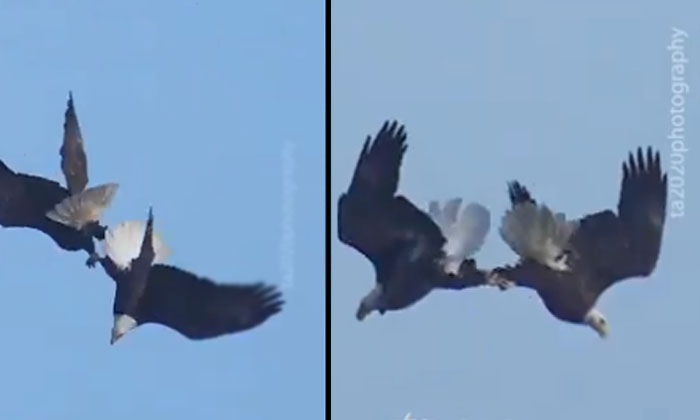  Eagles Performed Amazing Stunts In The Sky Video Viral, Viral News, Viral Video-TeluguStop.com