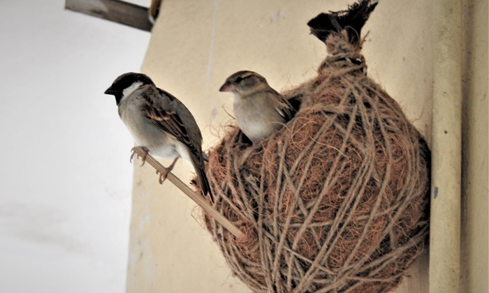 Telugu Bats, Bhakti, Bird, Birds, Devotional, Lakshmi Devi, Pigeon, Pigeon Nest,