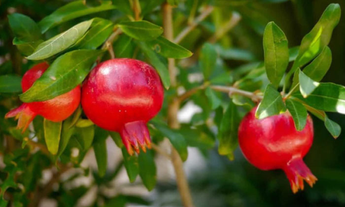  Actions For The Prevention Of Wild Pests That Cause Serious Damage To The Pomegr-TeluguStop.com