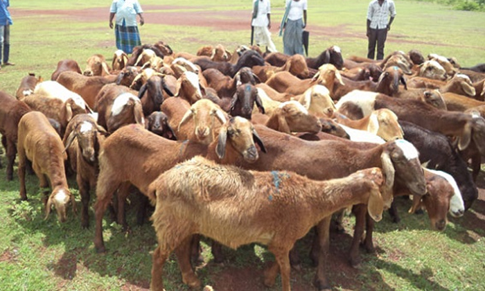  Beneficiaries Concern Over Second Phase Of Sheep Distribution, Beneficiaries , S-TeluguStop.com