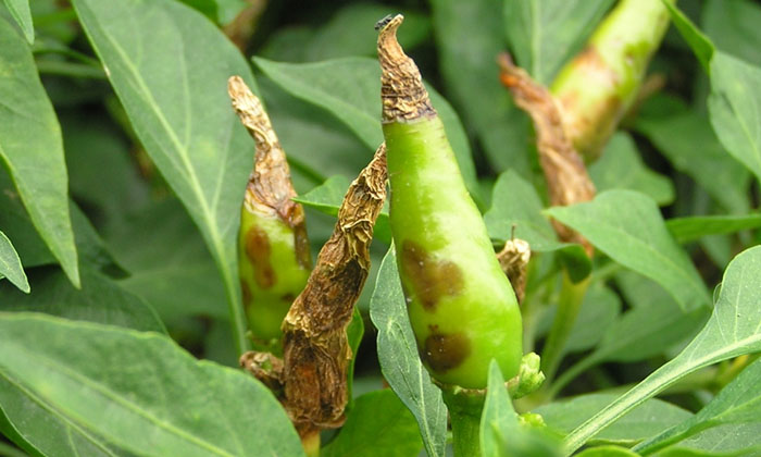  Methods To Prevent Capsicum, Chili Aspirating Foot And Collar Rot Fungus , Chil-TeluguStop.com