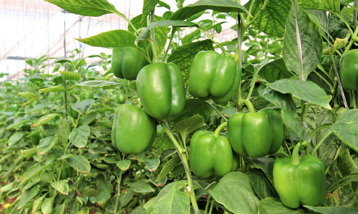 Telugu Capsicum, Certified Seeds, Chili, Farmers, Organic Method, Pest-Latest Ne