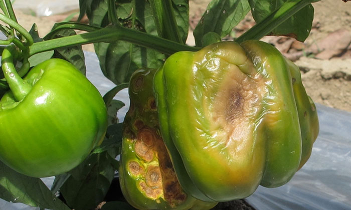 Telugu Capsicum, Certified Seeds, Chili, Farmers, Organic Method, Pest-Latest Ne