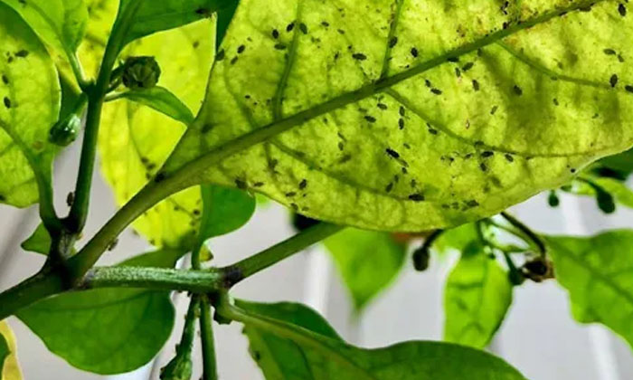  These Are The Losses That Can Happen If Aphids Are Expected In The Chilli Crop-TeluguStop.com