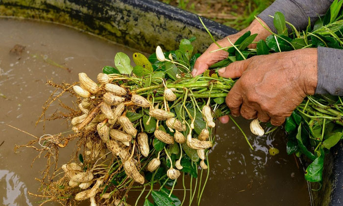 Telugu Antifungal, Carbendazim, Groundnut, Mancozeb, Black Mold, Trichoderma-Lat