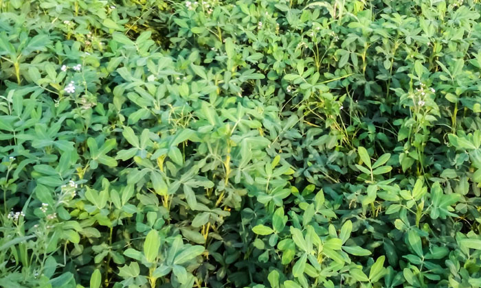  Correct Methods To Prevent Black Mold Growing On Groundnut Plants , Trichoderma,-TeluguStop.com