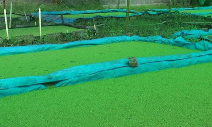  Cultivation Of Azolla As An Alternative To Fodder Saving More Than Half The Cost-TeluguStop.com