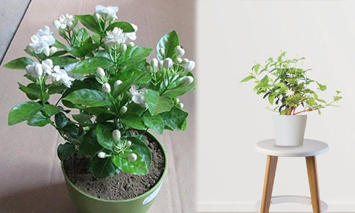  Do You Know How Lucky These Plants Are At Home , Plants , Jasmine Plant, Champa-TeluguStop.com