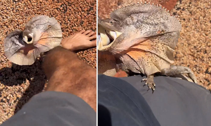  The Lizard That Chased The Man..how It Crawled Up The Body , Frilled Lizard, A-TeluguStop.com