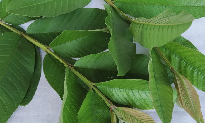  How To Control Sugar Levels With Guava Leaves?, Guava Leaves, Sugar Levels, Diab-TeluguStop.com