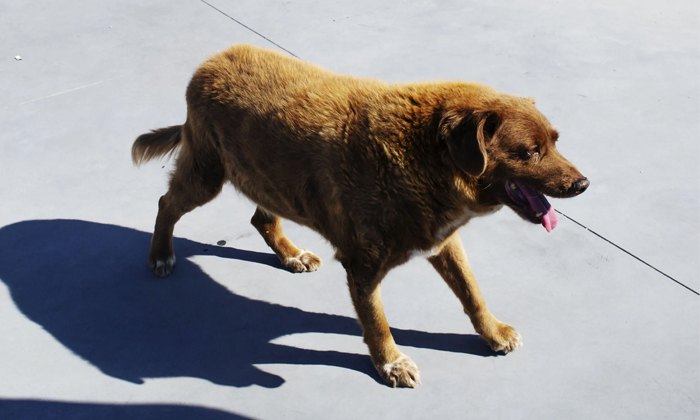 Telugu Bobi, Bobi Dog Age, Bobis, Guinness, Longest Dog, Oldest Dog Bobi, Oldest