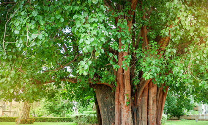  Amazing Health Benefits Of Peepal Tree,peepal Tree,raavi Chettu,devotional,bodhi-TeluguStop.com
