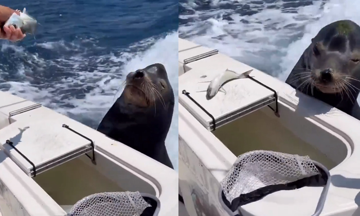  How This Sea-lion Begs For A Big Fish Video Viral Details, Viral News, Latest Ne-TeluguStop.com