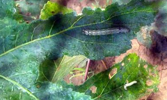  Methods To Prevent The Helicoverpa Caterpillars That Expect The , Lady Finger C-TeluguStop.com