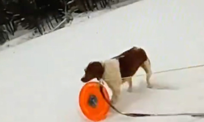  Dog Helps Rescue Owner Who Fell Through Ice,dog,police,michigan,ruby,arbutus Lak-TeluguStop.com