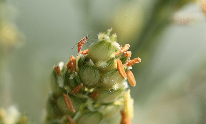 Telugu Alasanda, Chlorpyrifos, Cythalothrene, Johnson Grass, Midge Insects, Saff