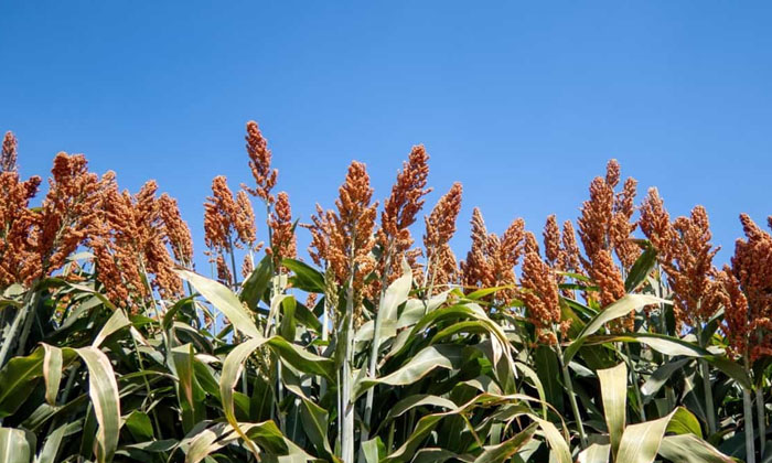  Methods To Prevent Midge Insects That Cause Serious Damage To The Sorghum Crop ,-TeluguStop.com