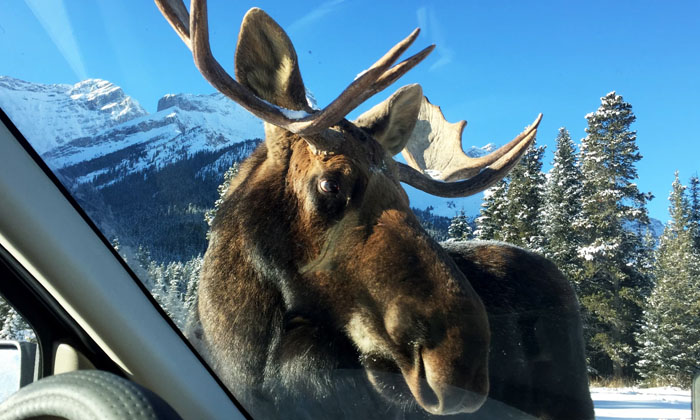 Telugu Big Animals, Canada, Latest, Moose, Nri, Parks Canada, Salt, Snowplow-Tel