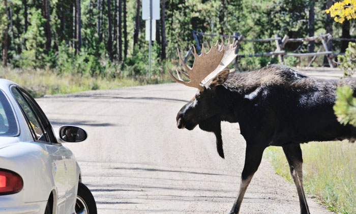  Moose Licking Cars.. Appeal To Drivers To Stop Them Because, Moose, Big Animal-TeluguStop.com
