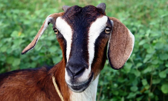  Mumbai Man Duped For Rs 93000 After Keeping Goat For An Online Order Details, Mu-TeluguStop.com