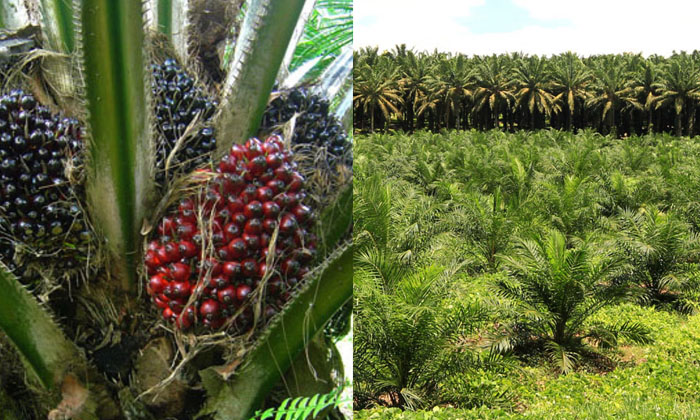 Techniques In Cultivating Intercrops In Oil Palm Cultivation, Oil Palm Cultiva Techniques In Cultivating Intercrops In Oil Palm Cultivation, Oil Palm Cultiva-TeluguStop.com