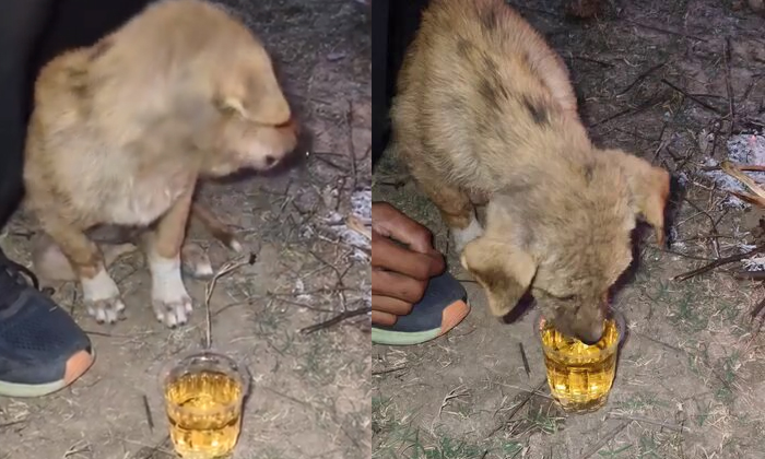  Puppy Made To Drink Alcohol In Rajasthan Viral Video Details, Sawai Madhopur, Ra-TeluguStop.com