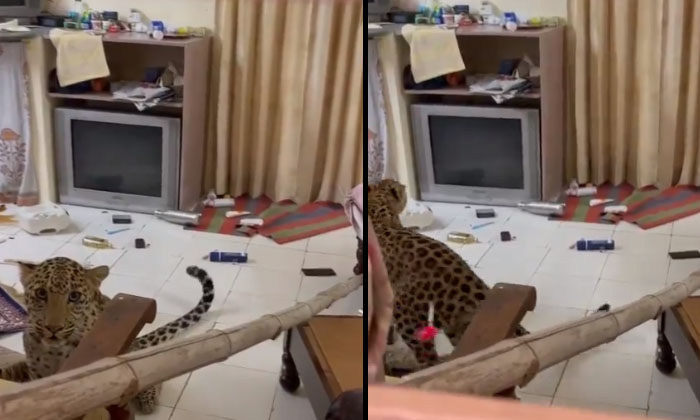  Scary Video Of Leopard Hiding In Jaipur Hotel Room Goes Viral , Leopard Incident-TeluguStop.com