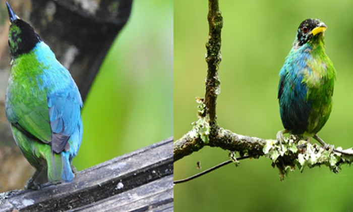 Telugu Colombia, Male Female, Rare Bird, Unique-Latest News - Telugu