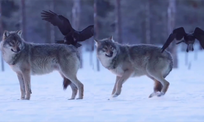  Raven Playing A Prank On This Wolf Video Viral Details, Viral Video, Latest News-TeluguStop.com