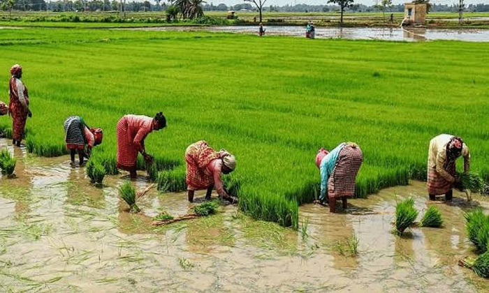  Reduced Yasangi Rice Yielding, Yasangi Rice , Rice Yielding, Farmers, Rice Farm-TeluguStop.com