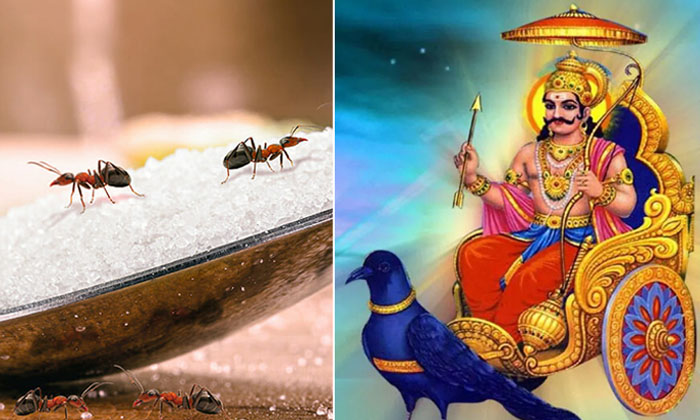  Are You Having Trouble With Shani Dosha But Feed The Ants  , Shani Trayodashi ,-TeluguStop.com