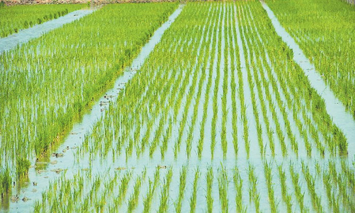  Techniques In The Method Of Cultivating Rice In Direct Spreading Method , Rice,-TeluguStop.com