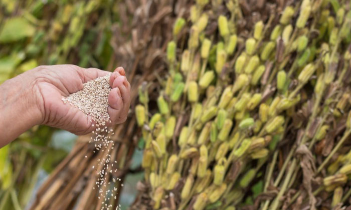 Telugu Agriculture, Andhra Pradesh, Rabi Season, Rayalaseema, Sesame Crop, Sulph