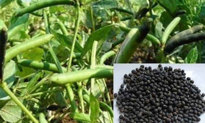  These Are The Pests That Cause Serious Damage To The Minu Crop Plant Protection-TeluguStop.com