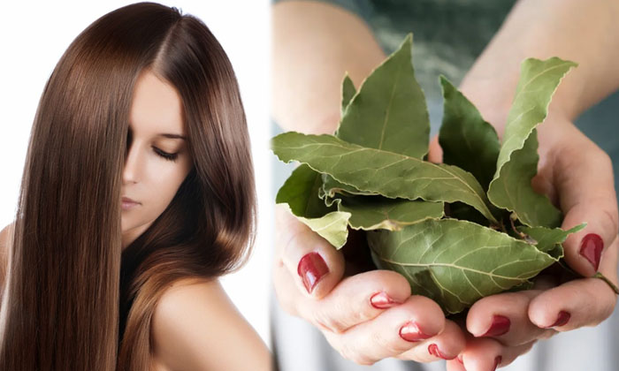  Try This Bay Leaves Tonic For Thick Hair Growth! Bay Leaves Tonic, Thick Hair, H-TeluguStop.com