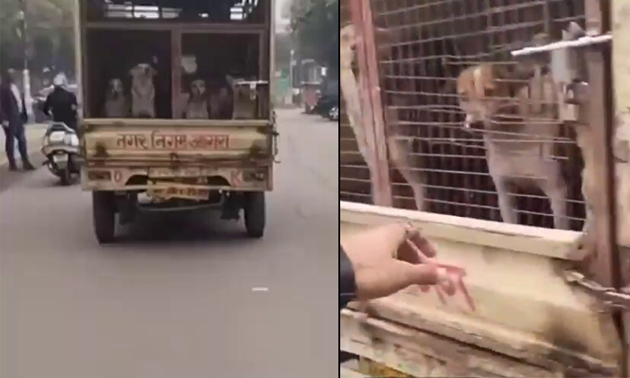  Video Of Man Freeing Stray Dogs From Municipal Vehicle Details, Animal Rights Ac-TeluguStop.com