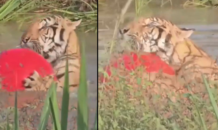  Video: Tiger Caught On Camera Playing With A Ball. , Viral News, Latest News, Tr-TeluguStop.com