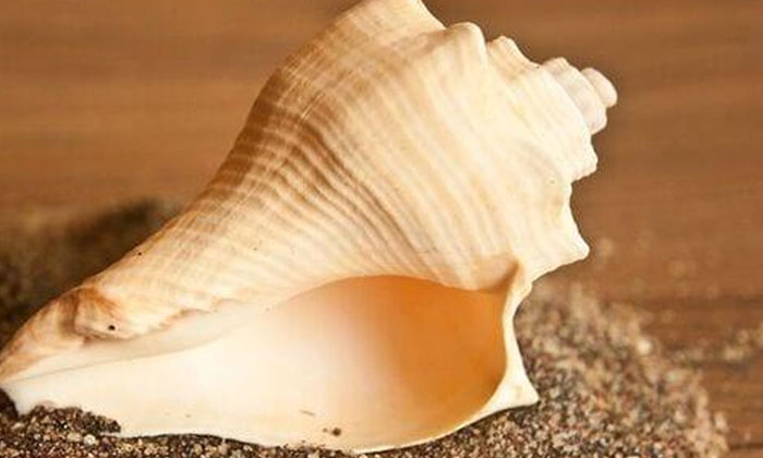  When Is The Conch Shell Worshiped What Is The Significance Of The Dakshinamurthy-TeluguStop.com