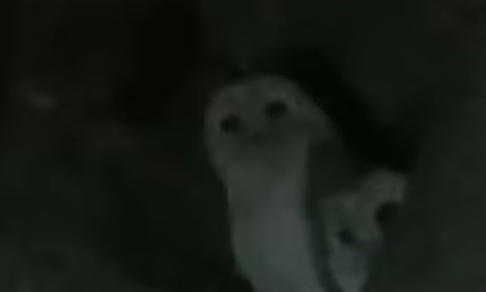  Locals Shocked To See Strange Owls Seen In Uttar Pradesh,  White Owls, Uttar Pra-TeluguStop.com
