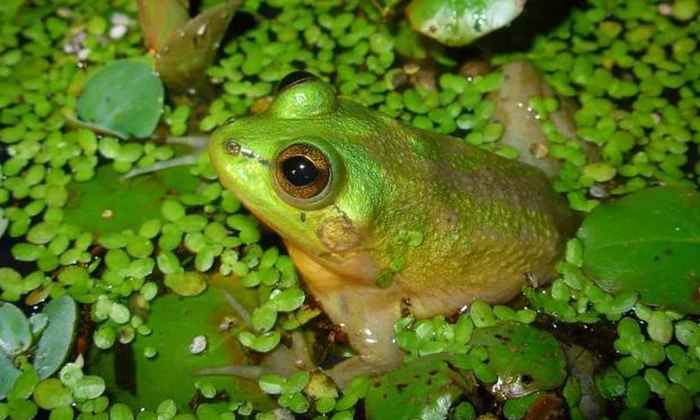  Why Paradoxical Frog Shrinks In Height As It Grows Older Details, Paradoxical Fr-TeluguStop.com