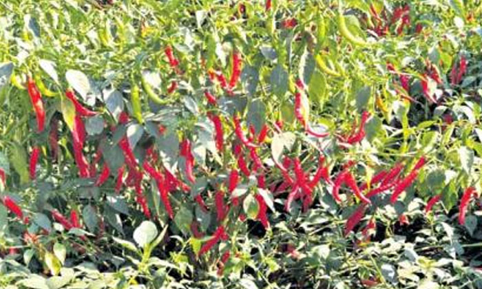 Telugu Agriculture, Azoxystrobin, Chilli Crop, Farmers, Mirchi, Sulfur-Latest Ne