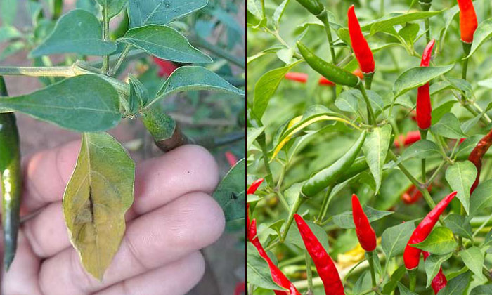  Actions For The Prevention Of Gray Pest Which Causes Severe Damage To Chilli Cro-TeluguStop.com