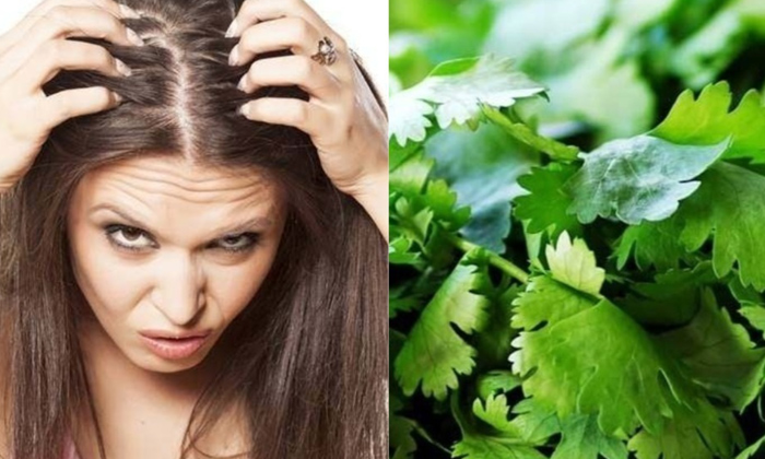  How To Stop Hair Fall With Coriander Leaves!,stop Hair Fall, Coriander Leaves, C-TeluguStop.com