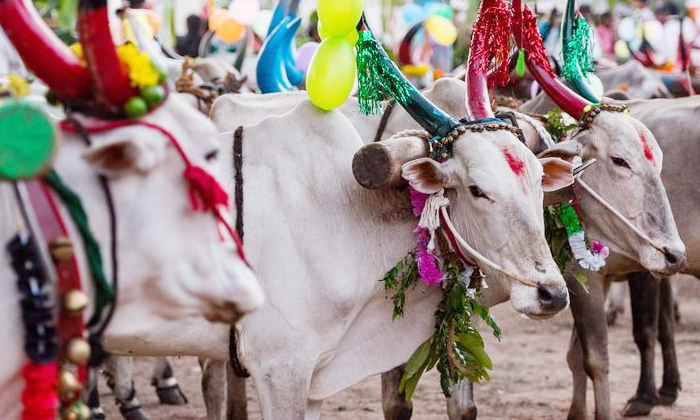 Telugu Animals, Bhakti, Bhogi, Devotional, Farmers, January, Kanuma, Sankranti-L