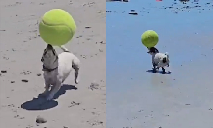  Dog Amazing Skill Balancing Football On Head Details, Viral Video, Latest News,-TeluguStop.com