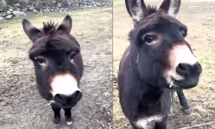  Donkey Came Running Towards Woman Expressed His Love Video Viral Details, Viral-TeluguStop.com