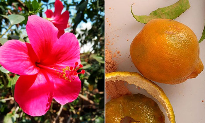  Try This Simple Hibiscus Face Mask For White And Glowing Skin! Hibiscus Face Mas-TeluguStop.com