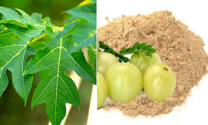  Wonderful Benefits Of Papaya Leaf For Hair! Papaya Leaf, Papaya Leaf Benefits, L-TeluguStop.com